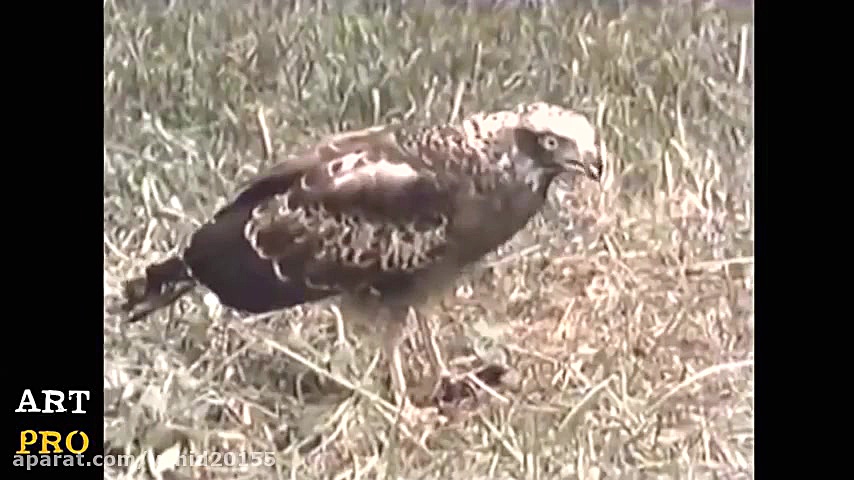 حمله پرنده عقاب به حیوانات