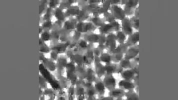 تشکیل دوباره دیواره یاخته ای ت...