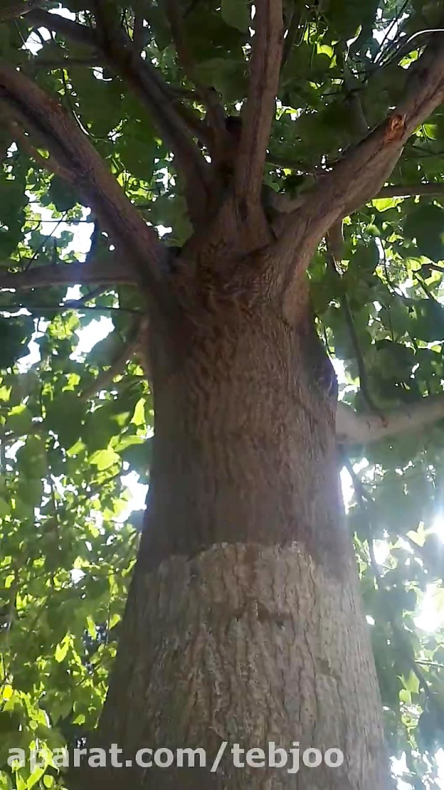 درخت پالونیا ۶ ساله از گیاه پائولونیا ی هیبرید طب جو شیراز 09173056193
