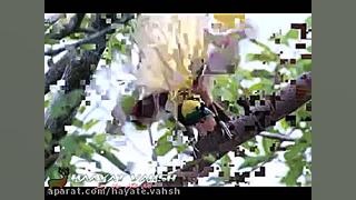 حرکات نمایشی پرندگان نر برای ی...