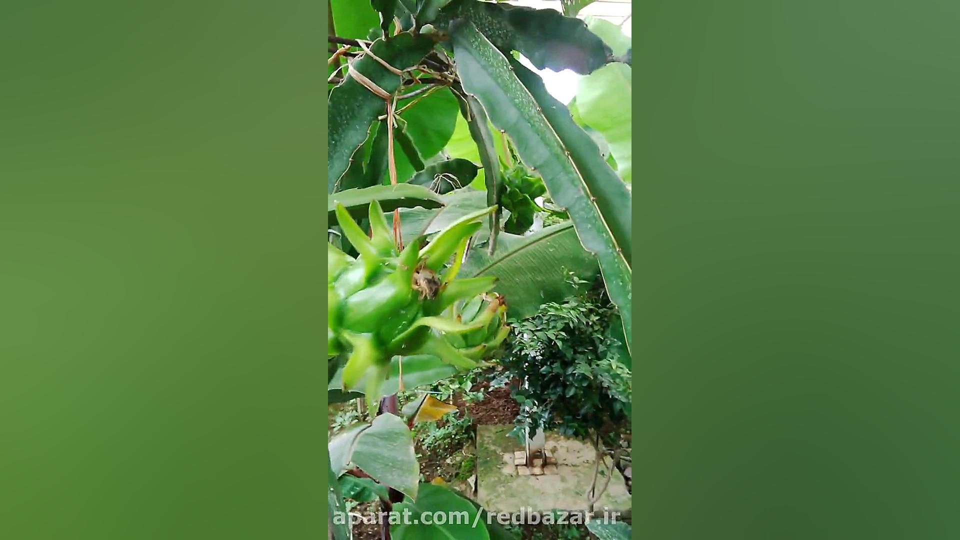 میوه های دراگون فروت تو سرخ گل...