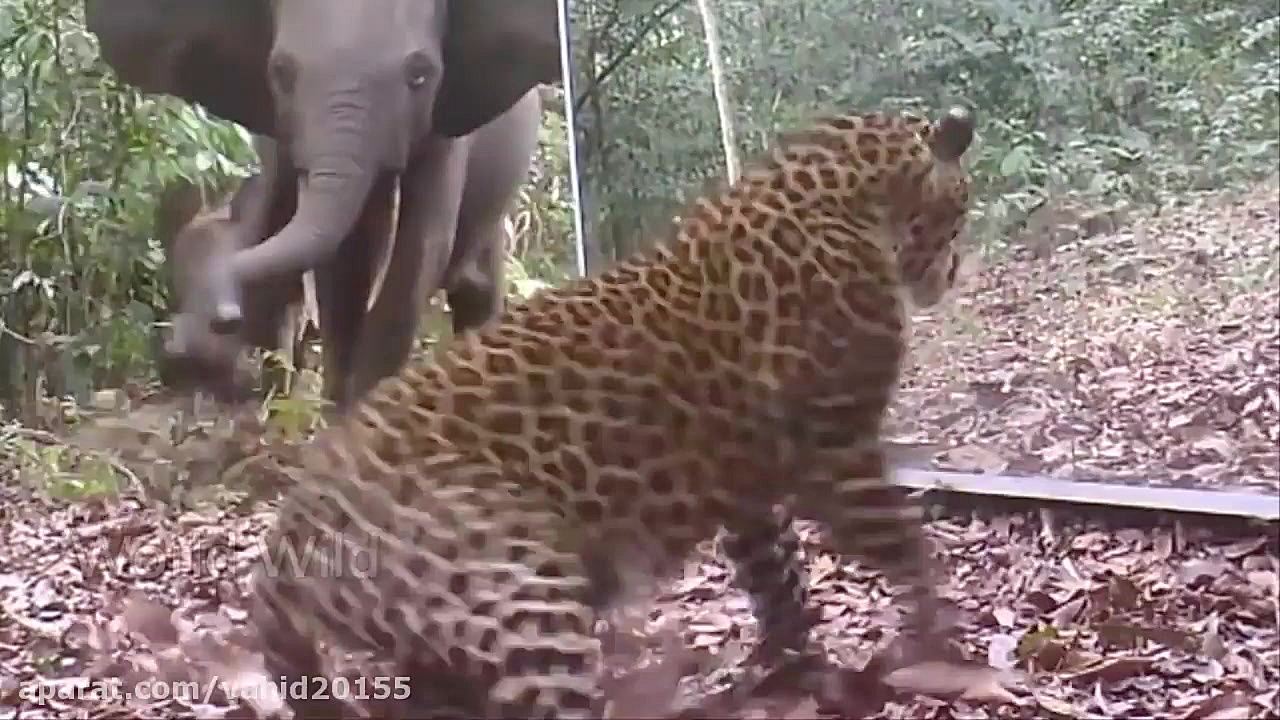 جنگ و نبرد حیوانات وحشی در حیا...