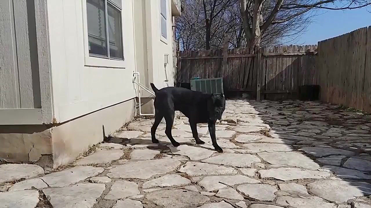 سگ نژاد کین کورسو