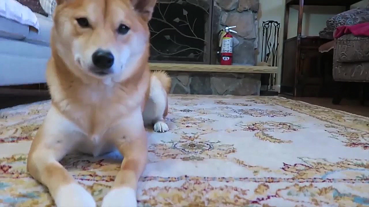 سگ های شیبا اینو تا چه اندازه...