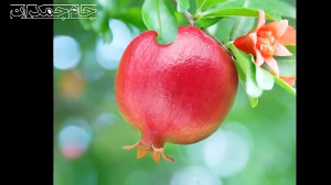 کلیپ کوتاه عاشقانه درباره خدا