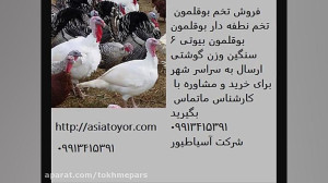 تخم نطفه دار بوقلمون بیوتی سنگ...