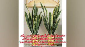 گیاهان مقاوم آپارتمانی