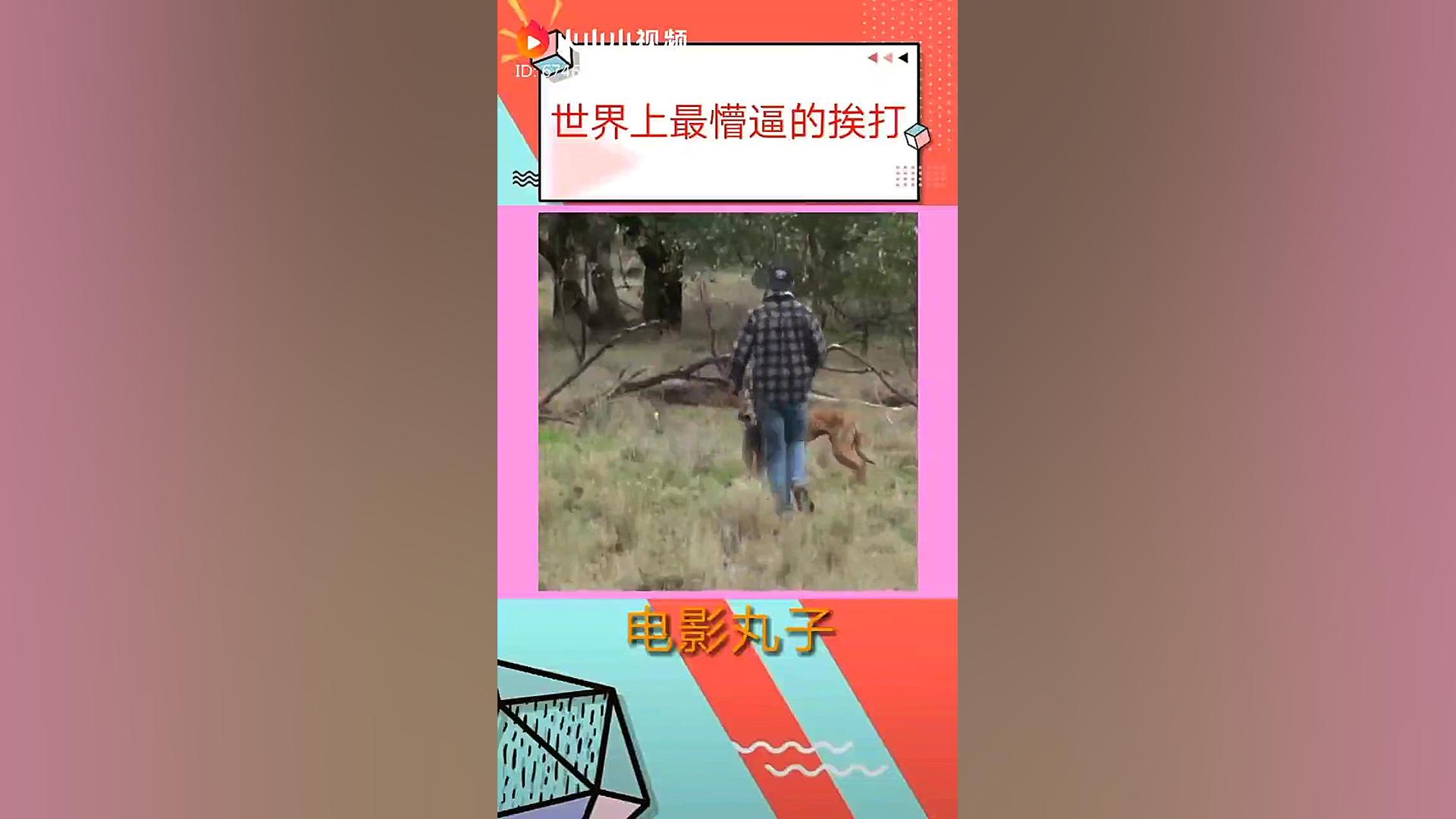 بوکس بازی کانگورو وانسان