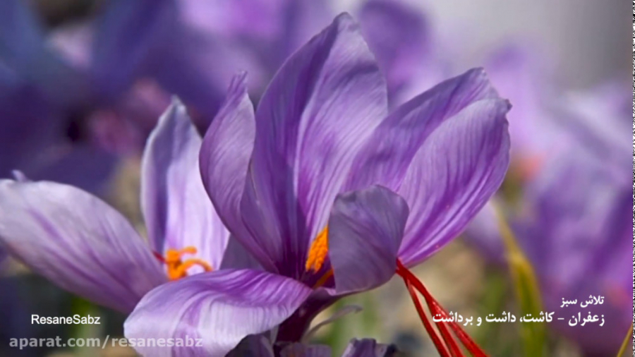 زعفران (کاشت، داشت و برداشت)