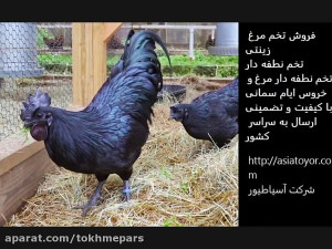 فروش تخم نطفه دار مرغ و خروس ا...