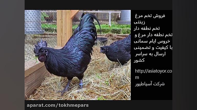 فروش تخم نطفه دار مرغ و خروس ا...