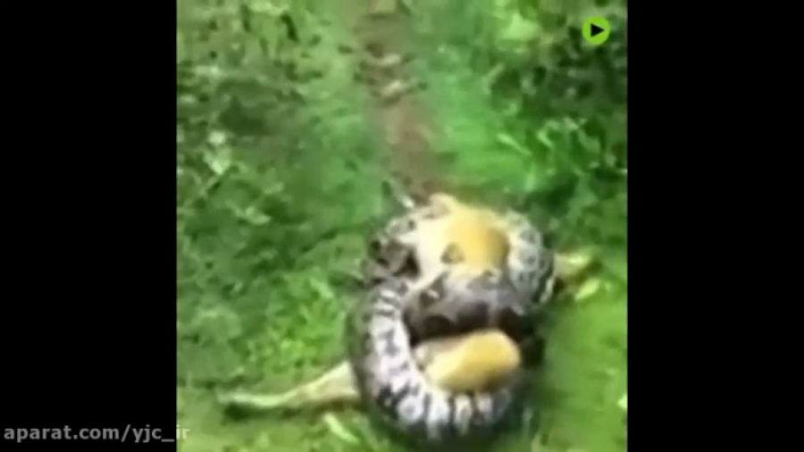 فرار سگ در حال مرگ از مار پیتو...