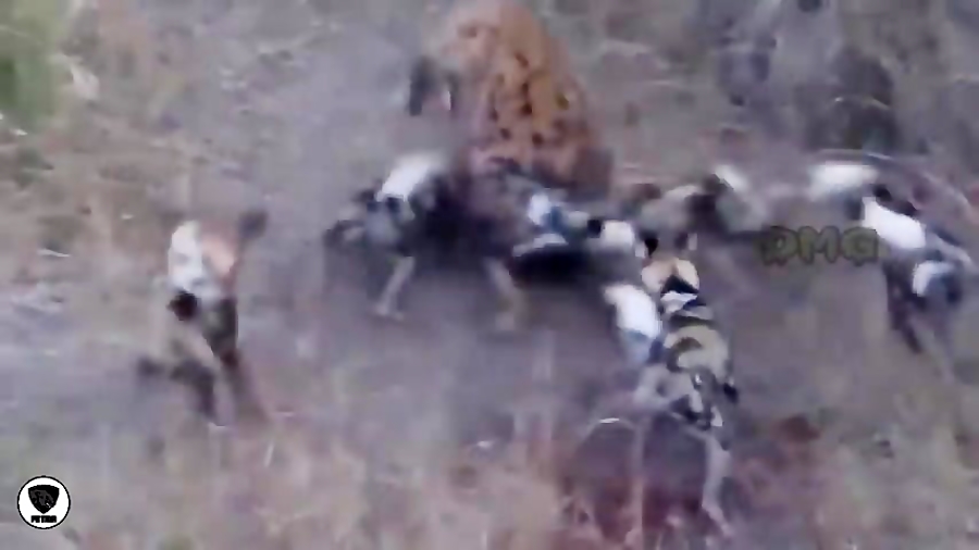 مبارزه تمام عیار بین حیوانات و...