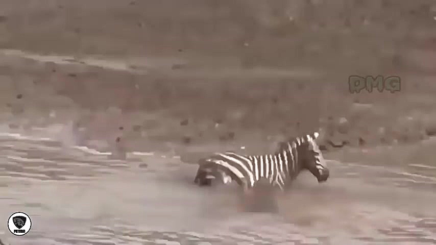 مبارزه تمام عیار بین حیوانات و...