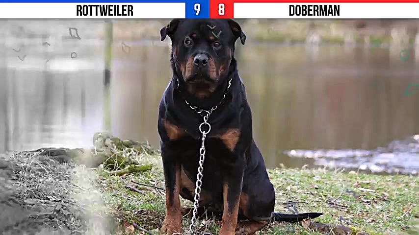 دوبرمَن علیه روتوایلر  Rottwei...