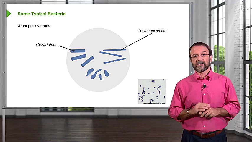 انواع باکتری ها تحقیق کلاس هفت...