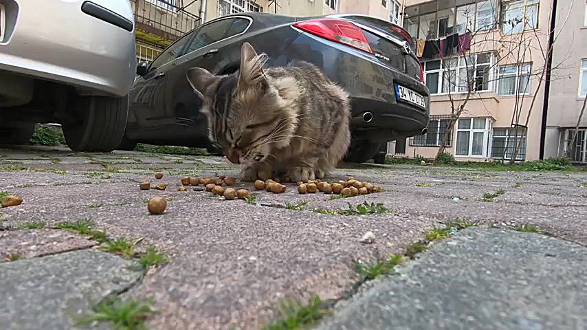 Tabby cat with fluffy tail dem...