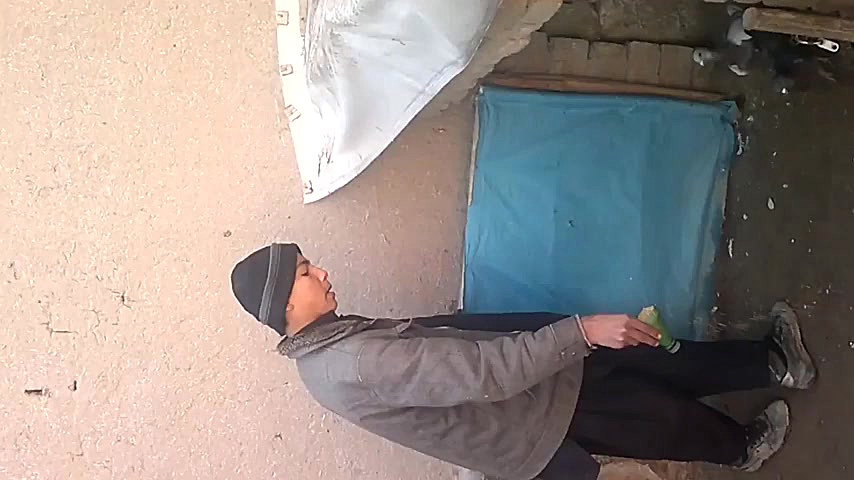 کفتر باز بسیار با شوق