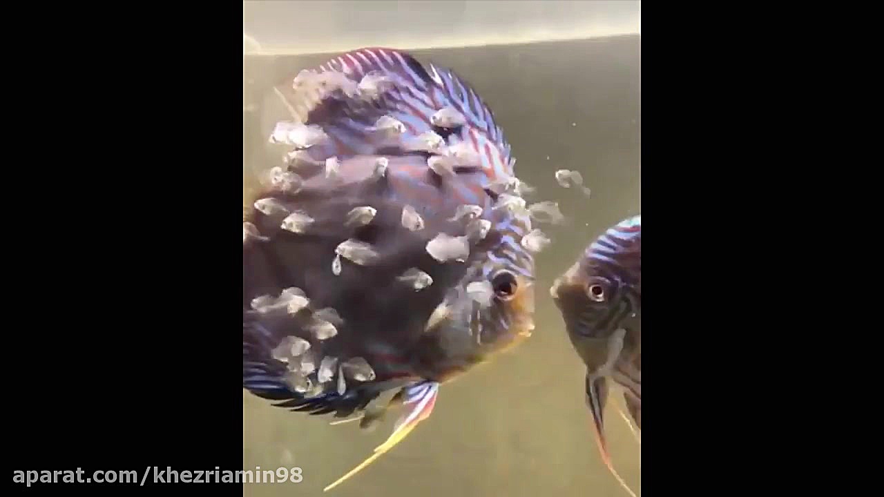 کلیپ جذاب و دیدنی از بچه‌ حیوا...