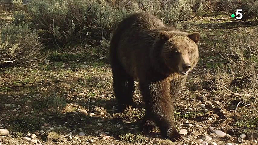 گرگ های وحشی در مقابل خرس گریز...