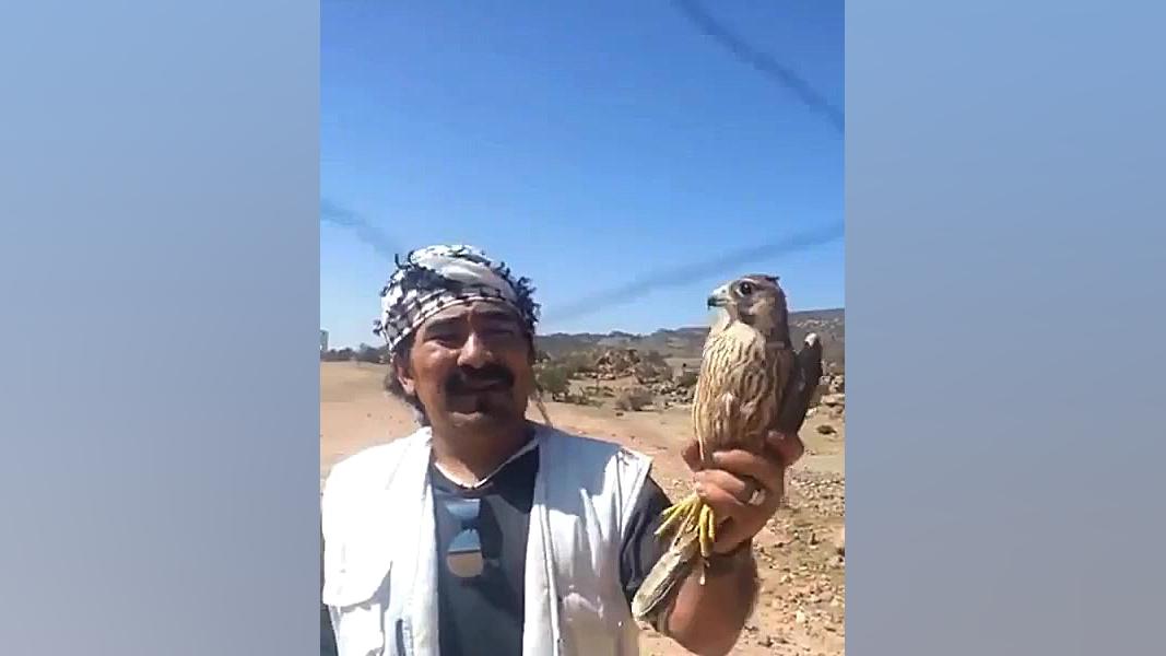 شکار باز شکاری با تور هوای نام...