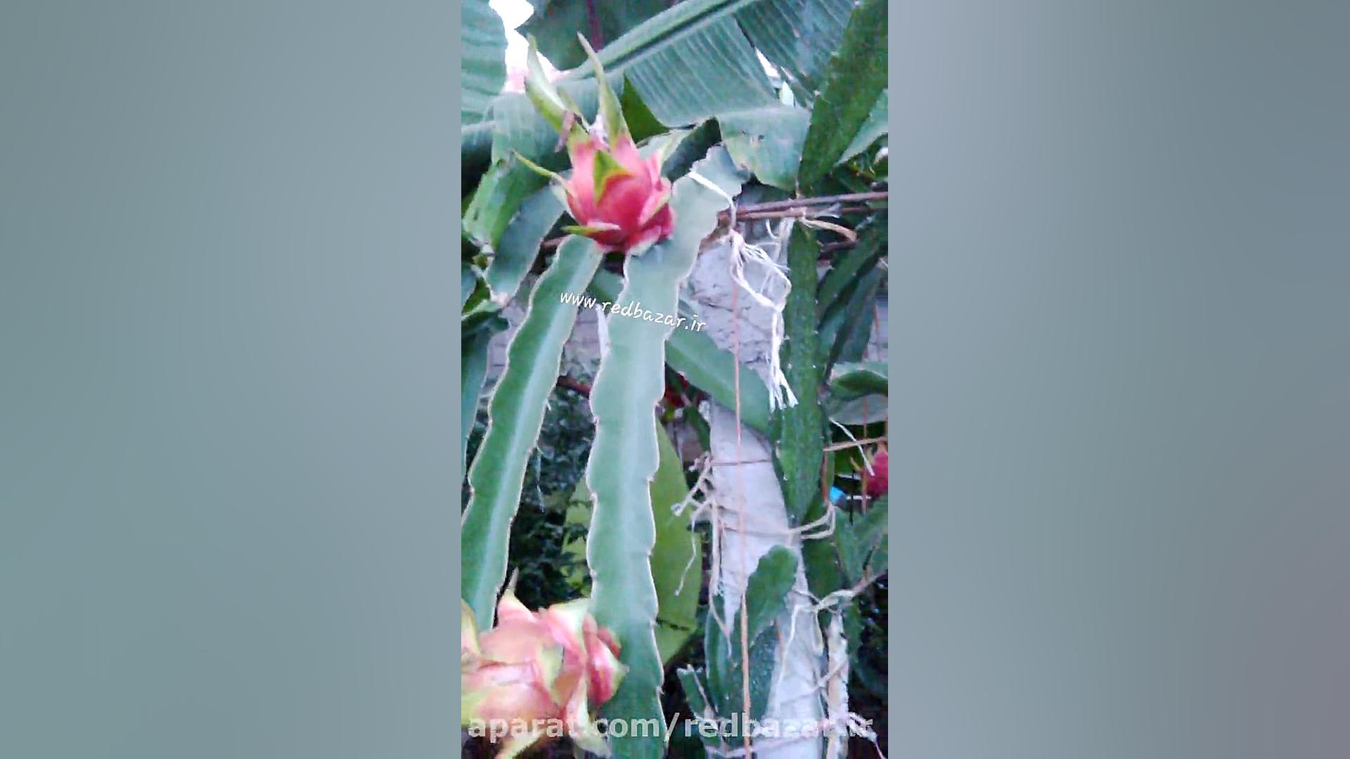 میوه های دراگون فروت در حال رس...