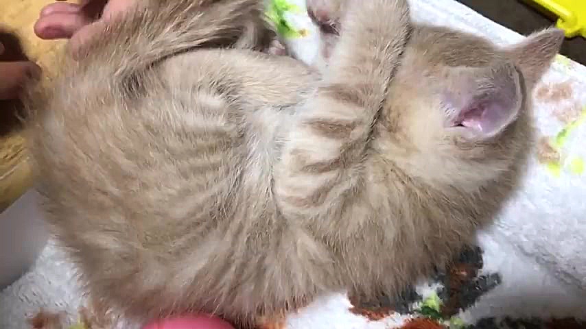 خوابیدن بچه گربه خوشگل