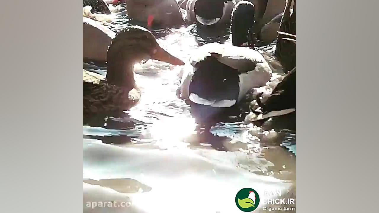 بازی اردک ها در آب