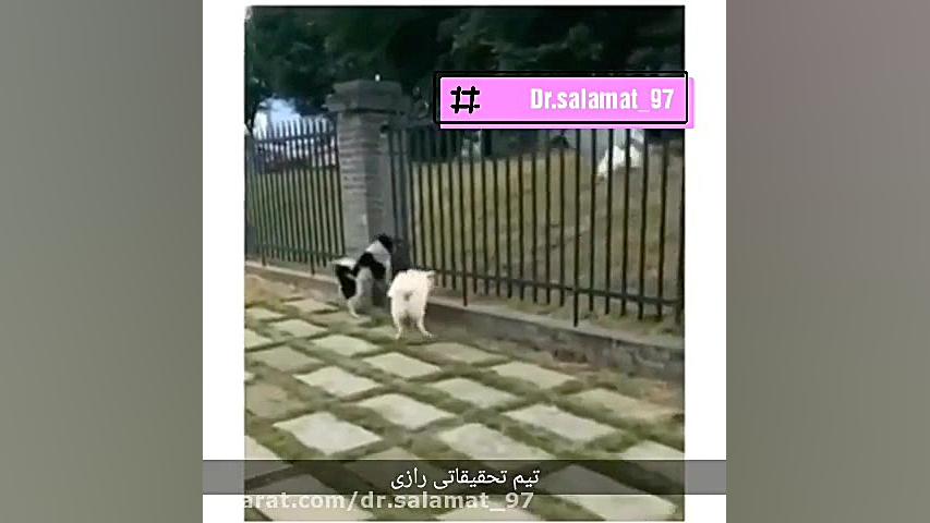 چاقی یا لاغری؟ مسئله این است.