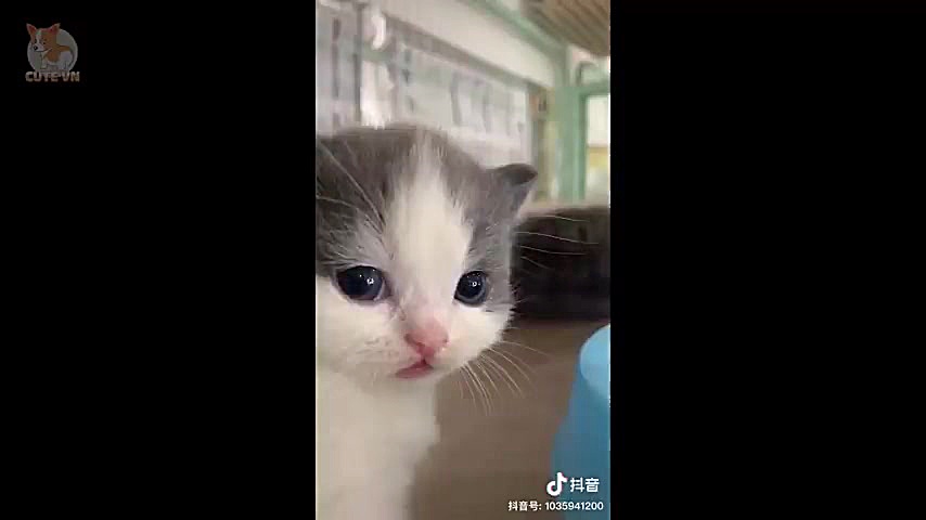 خوشگل ترین و بامزه ترین سگ ها...