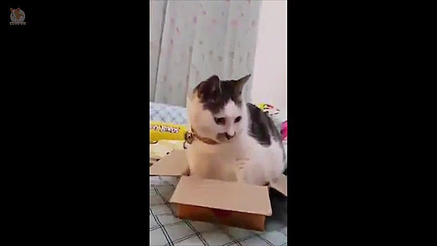 بامزه ترین و خنده دارترین سگ ه...