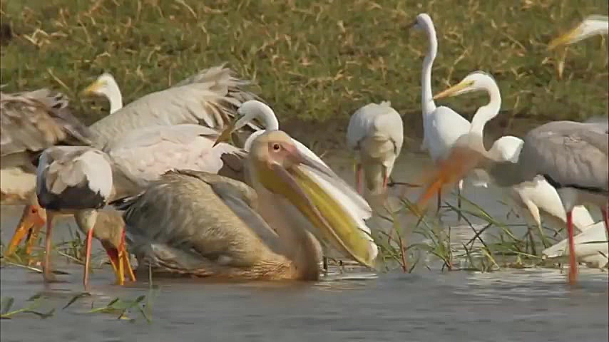 پرنده شکار کردن کروکودیل