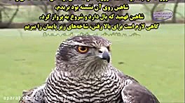 شاخه های زیر پایت را ببر