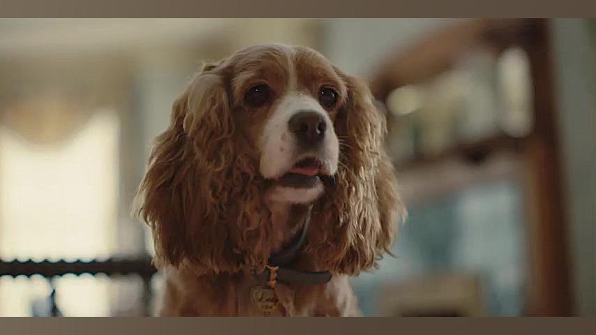 تریلر فیلم درام و رمانتیک Lady...