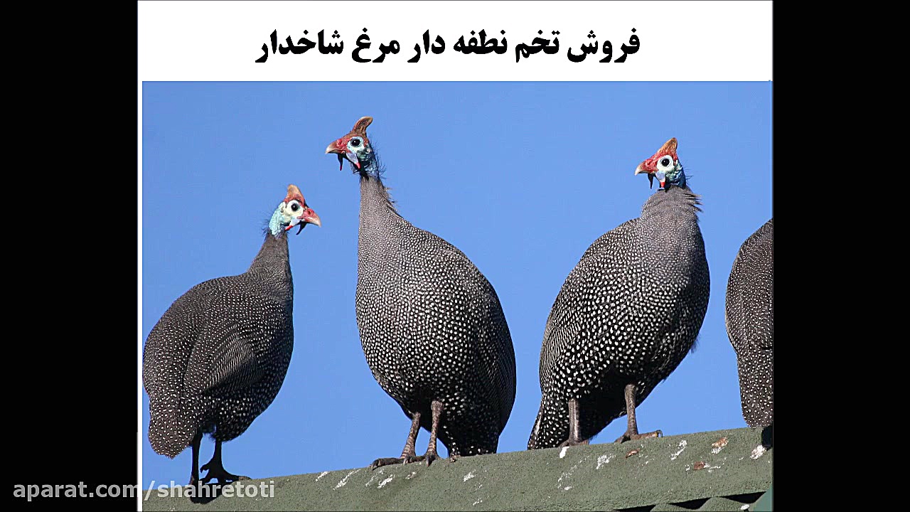 تخم نطفه دار مرغ شاخدار شرکت آ...