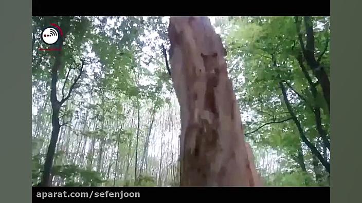 گوشه ای دیگر از خسارات به محیط...