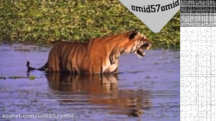 شکار تمساح توسط پلنگ