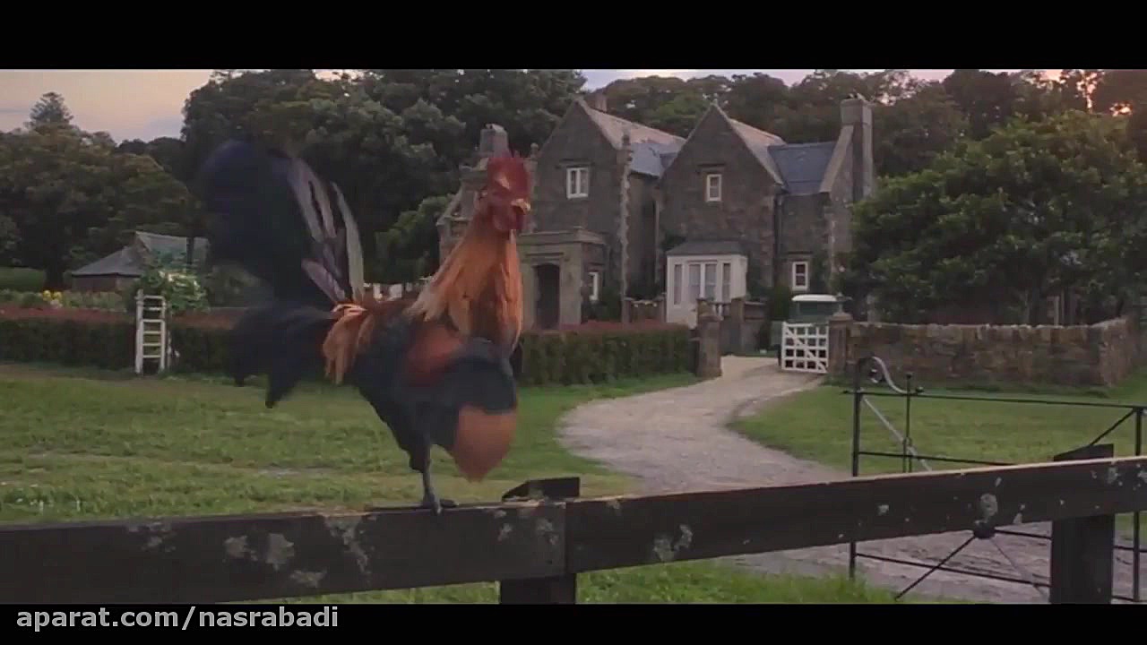 خروس ها کله سحر واقعا چی میگن؟