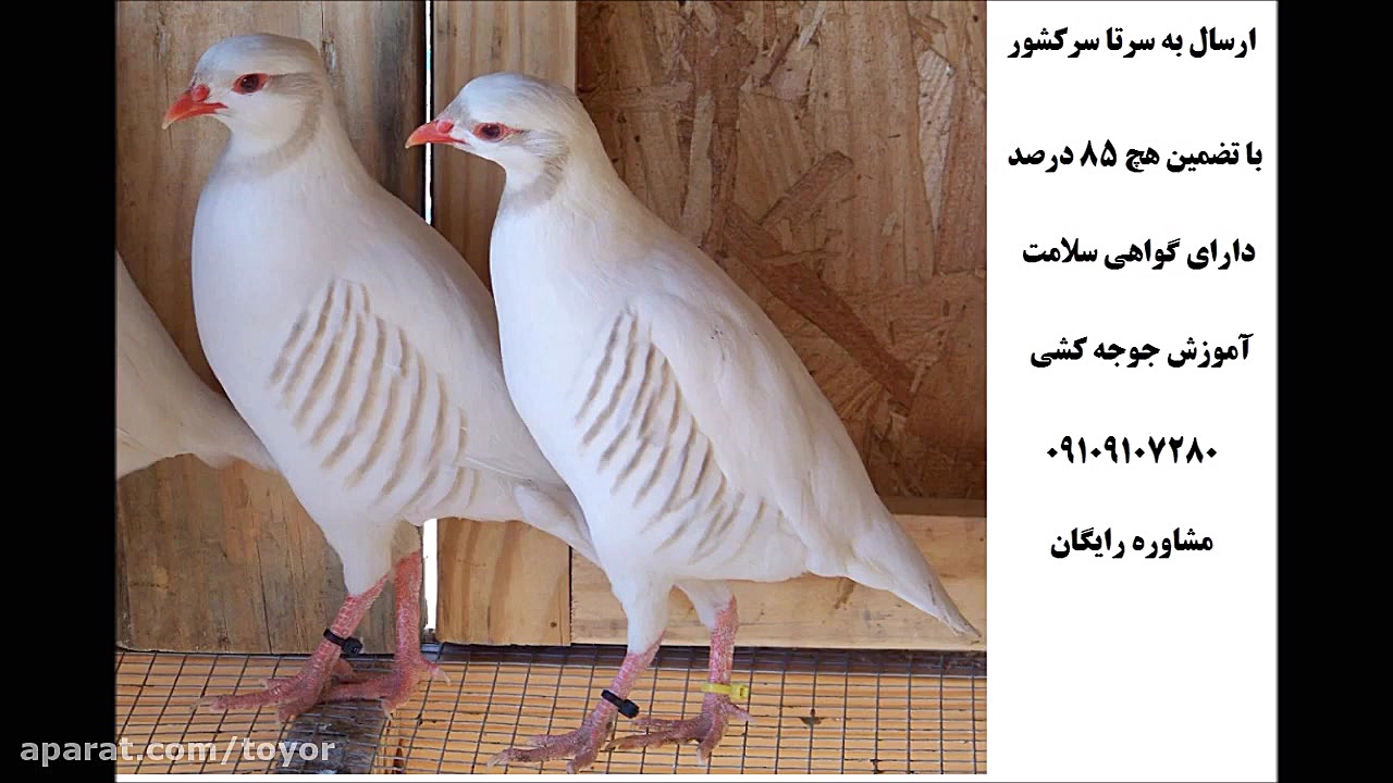 فروش تخم کبک ، تخم نطفه دار کب...