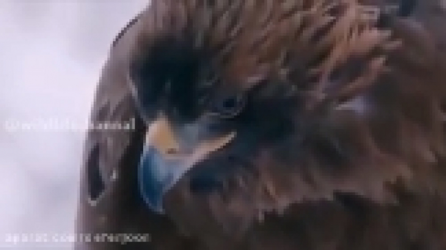 حمله ناموفق عقاب به روباه