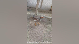 فیلم کامل پرورش جوجه مرغ ۴ماه...