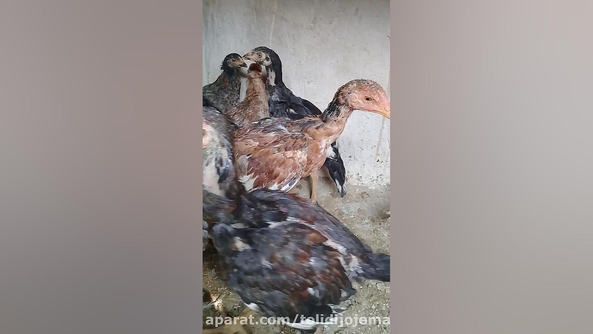 پرورش مرغ زینتی لاری اصل گردن...