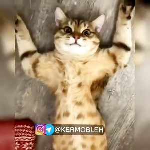 میکس خنده دار گربه ها | کرموبل...