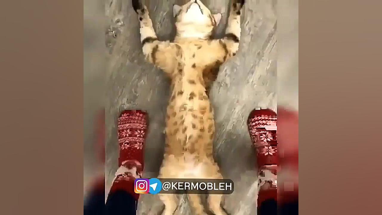 میکس خنده دار گربه ها | کرموبل...