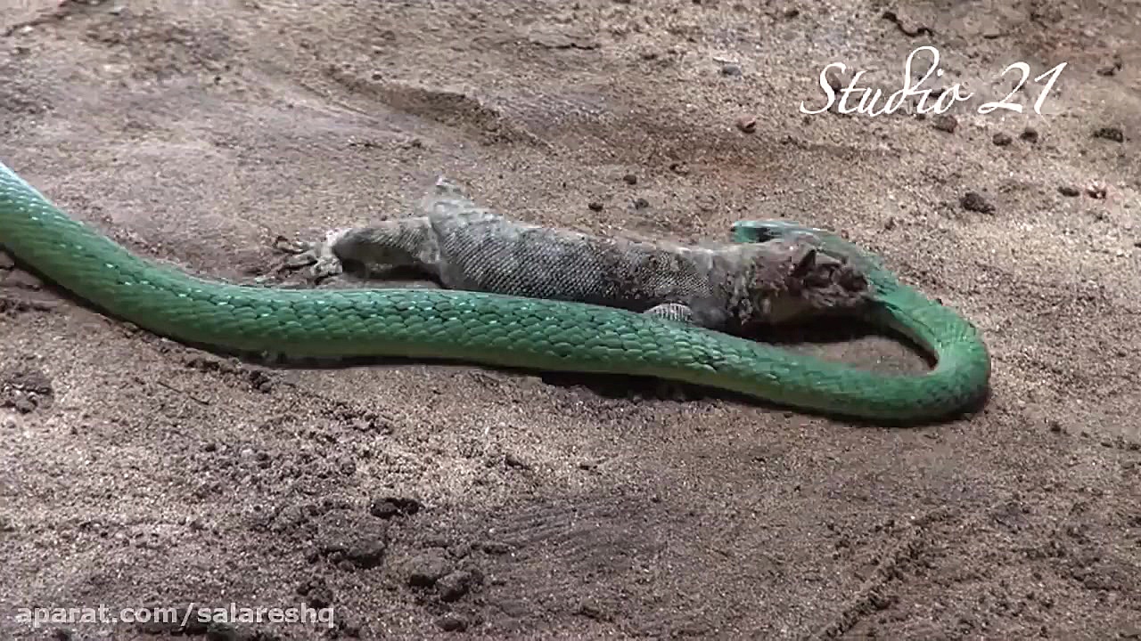 آزار بسیار وحشتناک سوسمار توسط...