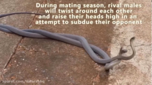 فیلم عروسی دو مار چندمتری وحشت...