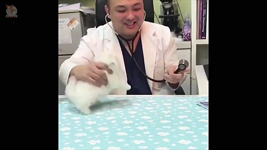 سگ و گربه های خیلی خیلی بامزه...