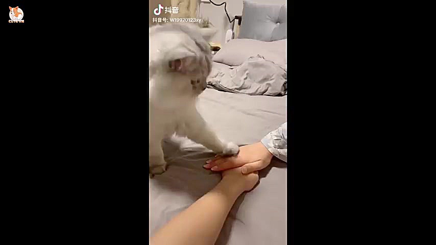 بامزه ترین سگ ها و گربه ها کلی...