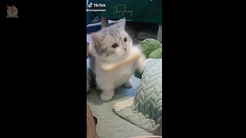 حیوانات خانگی بامزه و خنده دار...