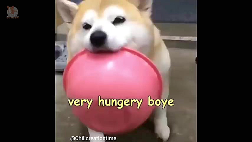 کارهای خنده دار حیوانات خانگی...